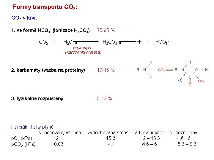 Formy transportu CO 2: CO 2 v krvi: 1. ve formě HCO 3 -