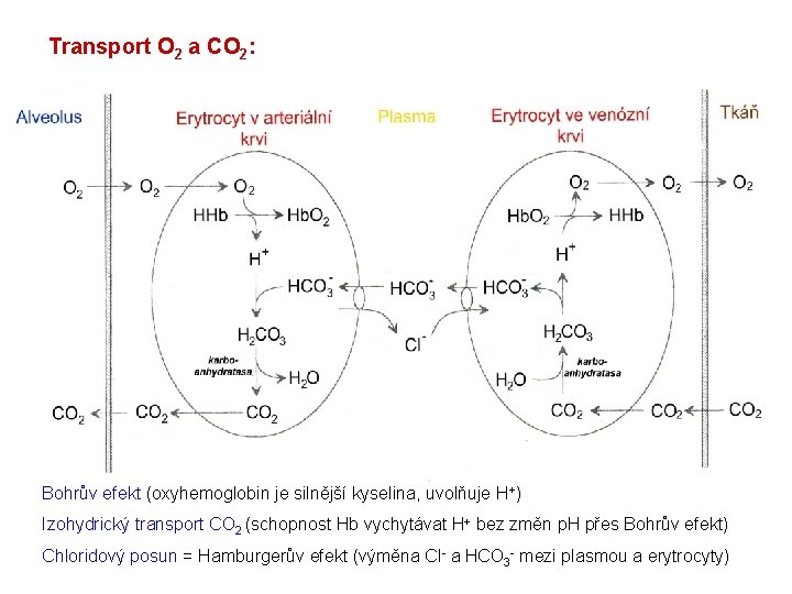 Transport O 2 a CO 2: Bohrův efekt (oxyhemoglobin je silnější kyselina, uvolňuje H+)