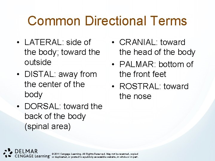 Common Directional Terms • LATERAL: side of the body; toward the outside • DISTAL: