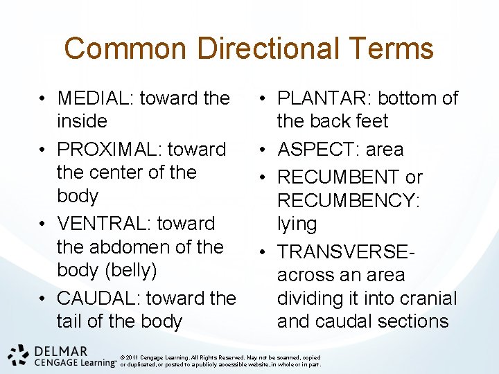 Common Directional Terms • MEDIAL: toward the inside • PROXIMAL: toward the center of
