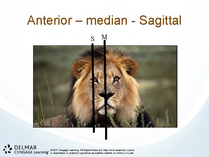 Anterior – median - Sagittal S M © 2011 Cengage Learning. All Rights Reserved.