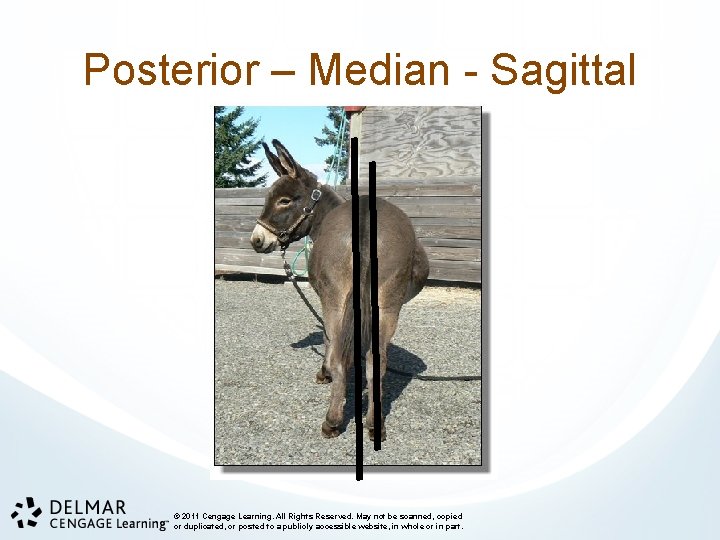 Posterior – Median - Sagittal © 2011 Cengage Learning. All Rights Reserved. May not