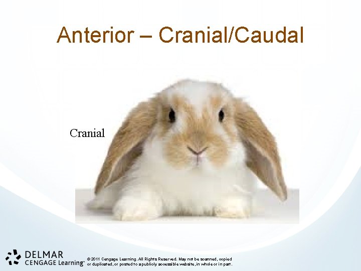 Anterior – Cranial/Caudal Cranial © 2011 Cengage Learning. All Rights Reserved. May not be