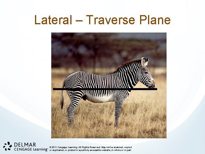 Lateral – Traverse Plane © 2011 Cengage Learning. All Rights Reserved. May not be