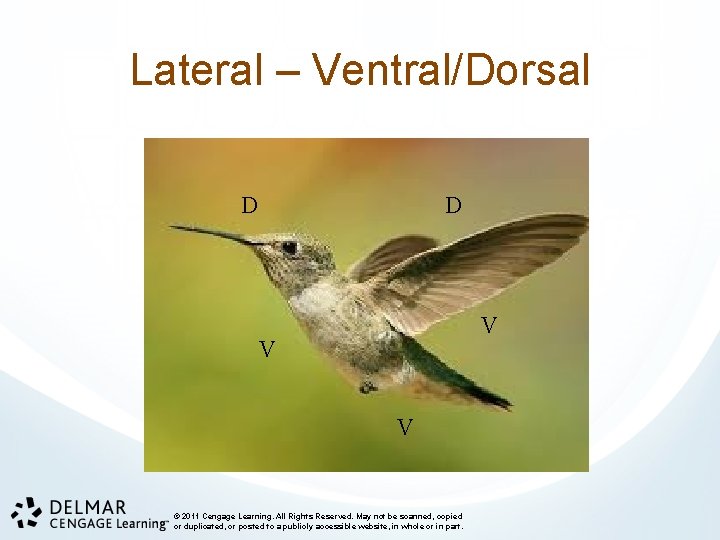 Lateral – Ventral/Dorsal D D V V V © 2011 Cengage Learning. All Rights