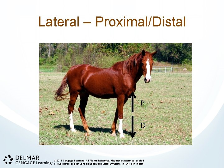Lateral – Proximal/Distal P D © 2011 Cengage Learning. All Rights Reserved. May not