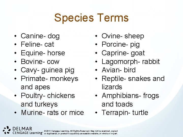 Species Terms • • • Canine- dog Feline- cat Equine- horse Bovine- cow Cavy-