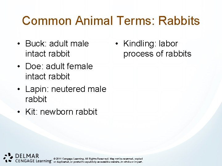 Common Animal Terms: Rabbits • Buck: adult male • Kindling: labor intact rabbit process