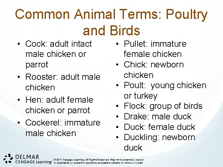 Common Animal Terms: Poultry and Birds • Cock: adult intact male chicken or parrot