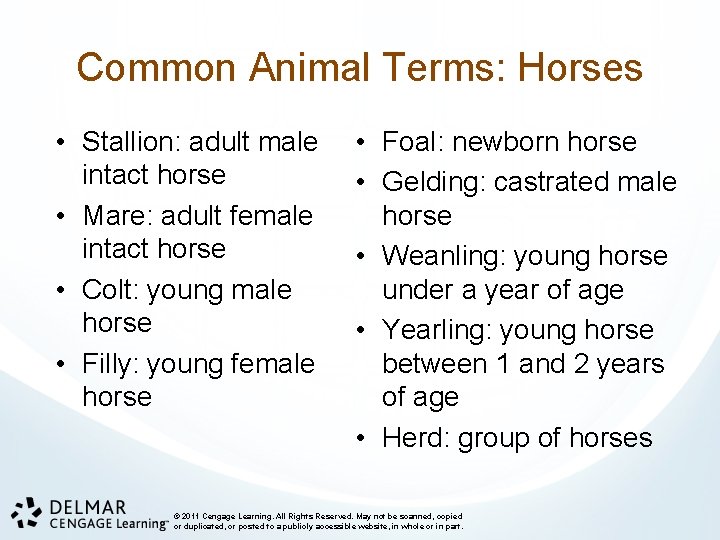 Common Animal Terms: Horses • Stallion: adult male intact horse • Mare: adult female