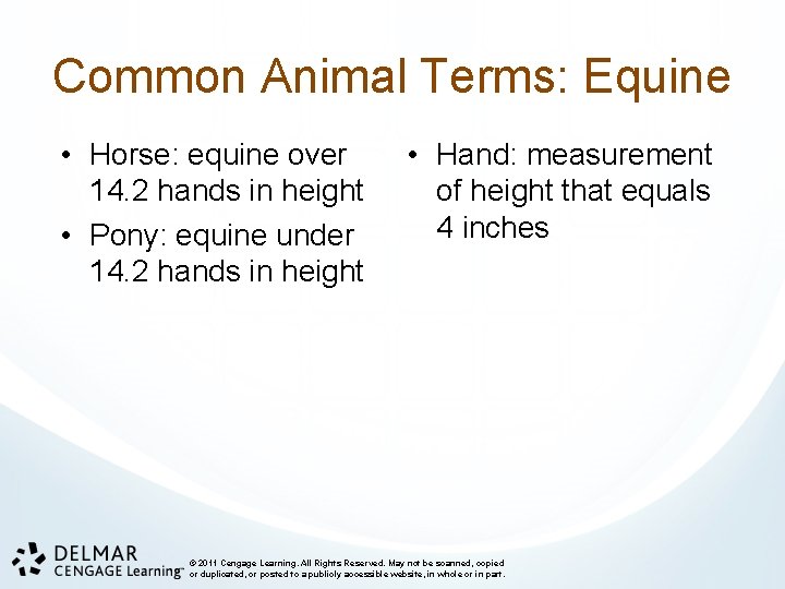 Common Animal Terms: Equine • Horse: equine over 14. 2 hands in height •