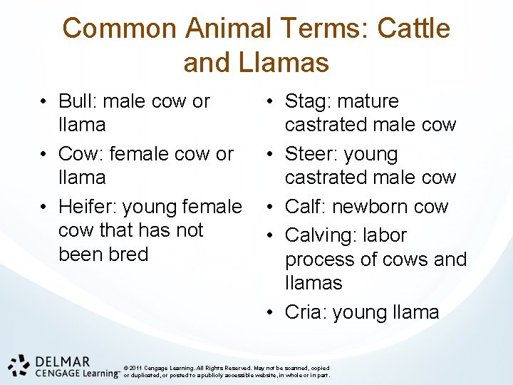 Common Animal Terms: Cattle and Llamas • Bull: male cow or llama • Cow: