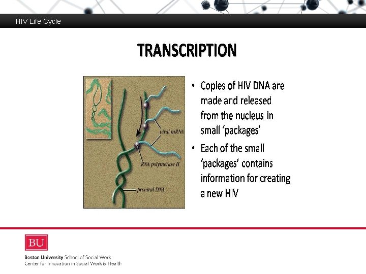 HIV Life Cycle Boston University Slideshow Title Goes Here 