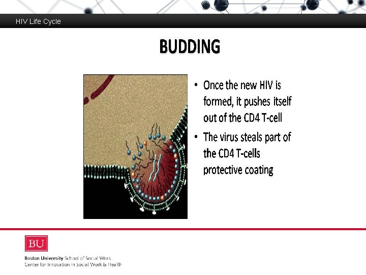 HIV Life Cycle Boston University Slideshow Title Goes Here 