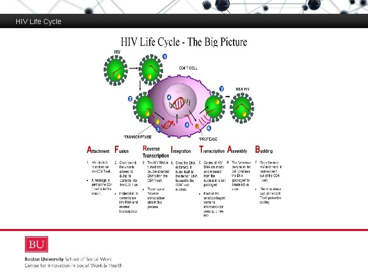 HIV Life Cycle Boston University Slideshow Title Goes Here 