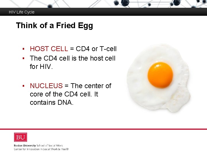 HIV Life Cycle Think of a Fried Egg Boston University Slideshow Title Goes Here