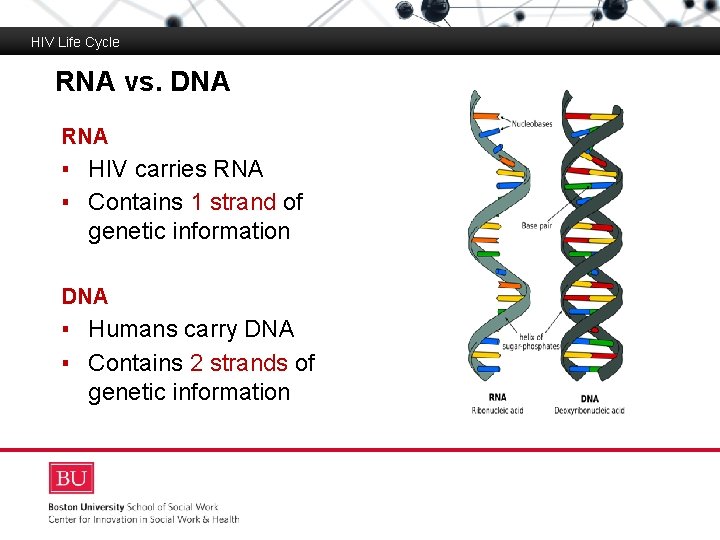 HIV Life Cycle RNA vs. DNA RNA Boston University Slideshow Title Goes Here ▪