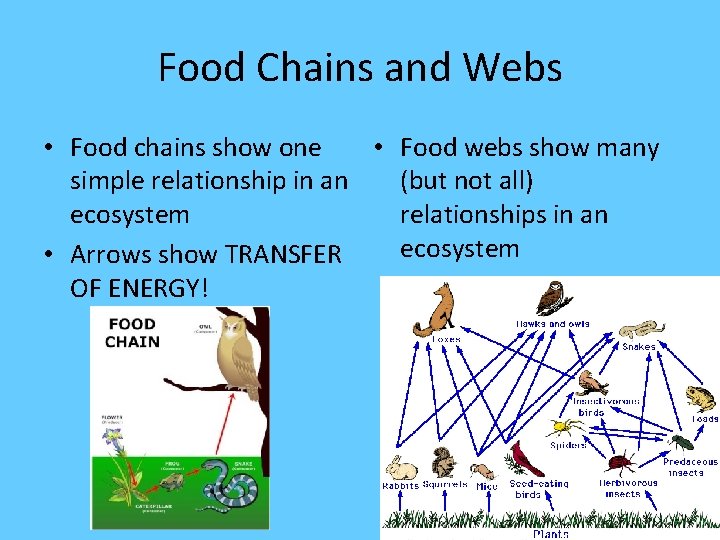 Food Chains and Webs • Food chains show one • Food webs show many