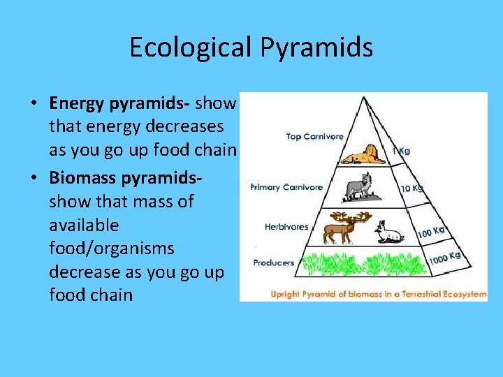 Ecological Pyramids • Energy pyramids- show that energy decreases as you go up food