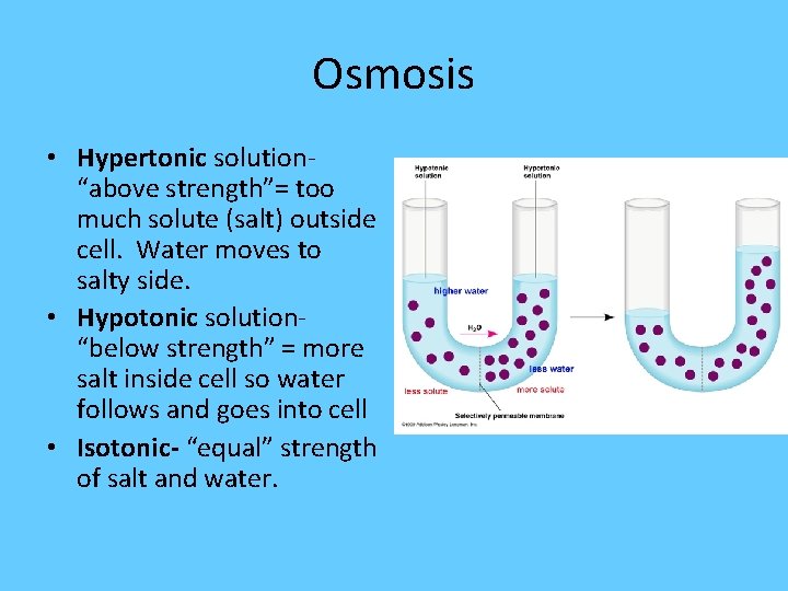 Osmosis • Hypertonic solution- “above strength”= too much solute (salt) outside cell. Water moves