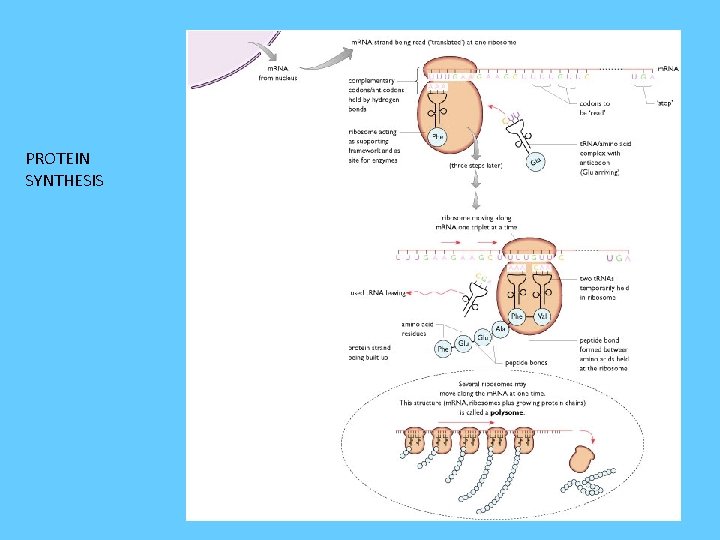 PROTEIN SYNTHESIS 