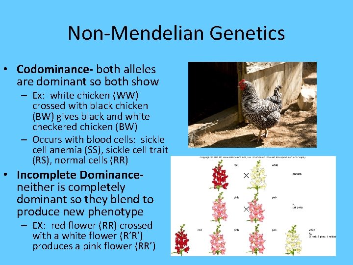 Non-Mendelian Genetics • Codominance- both alleles are dominant so both show – Ex: white