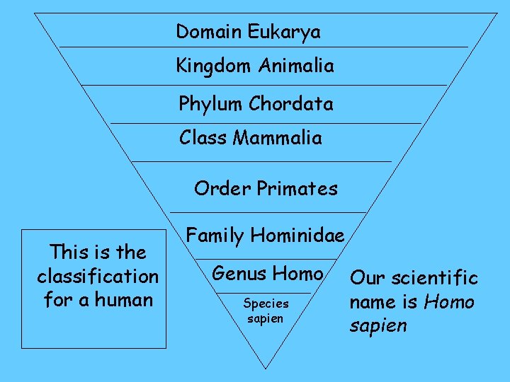 Domain Eukarya Kingdom Animalia Phylum Chordata Class Mammalia Order Primates This is the classification