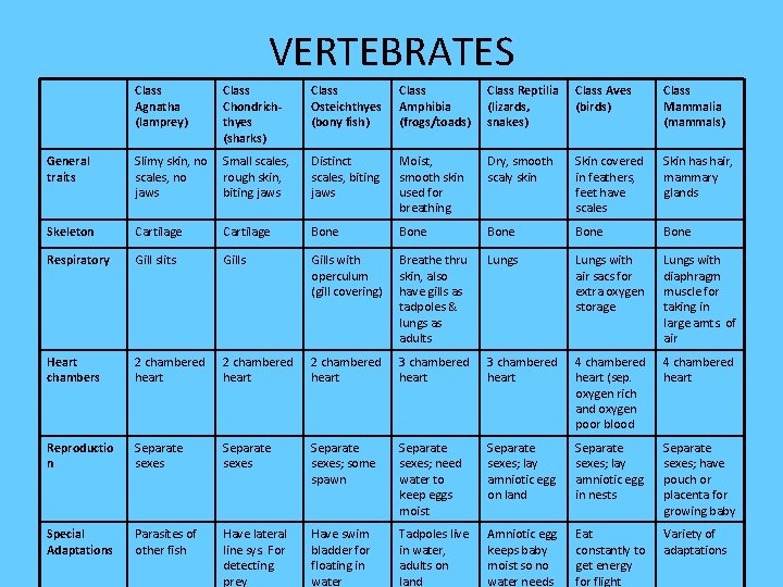 VERTEBRATES Class Agnatha (lamprey) Class Chondrichthyes (sharks) Class Osteichthyes (bony fish) Class Amphibia (frogs/toads)