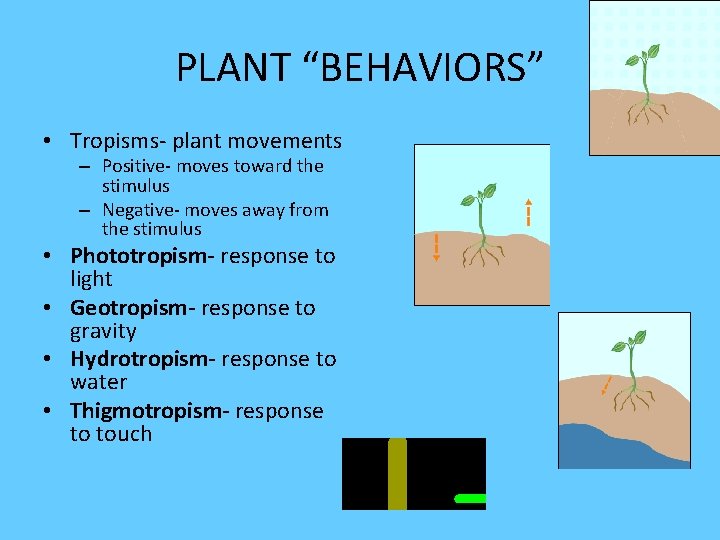 PLANT “BEHAVIORS” • Tropisms- plant movements – Positive- moves toward the stimulus – Negative-