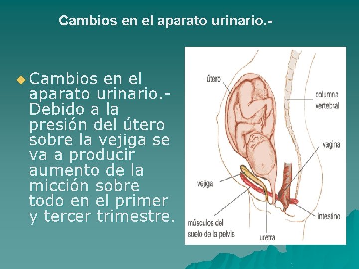 Cambios en el aparato urinario. - u Cambios en el aparato urinario. Debido a