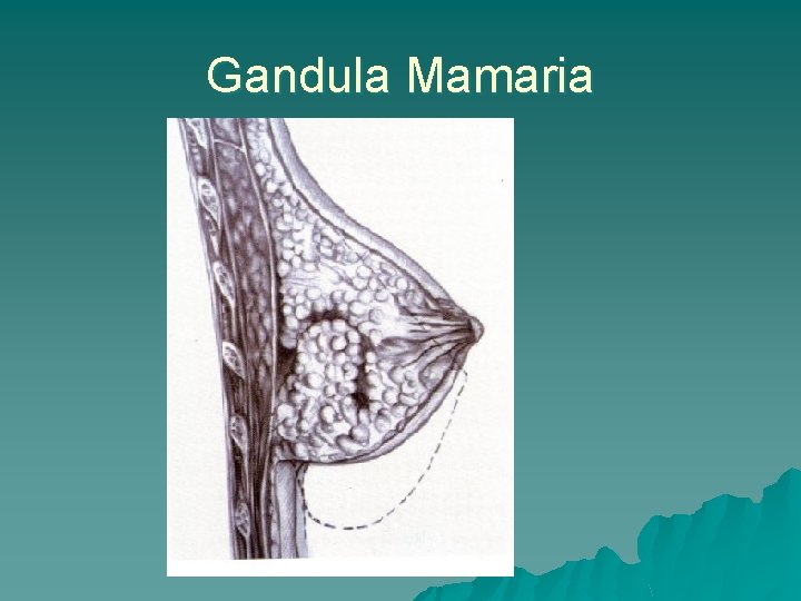 Gandula Mamaria 