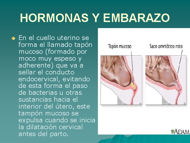 HORMONAS Y EMBARAZO u En el cuello uterino se forma el llamado tapón mucoso