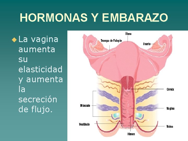 HORMONAS Y EMBARAZO u La vagina aumenta su elasticidad y aumenta la secreción de