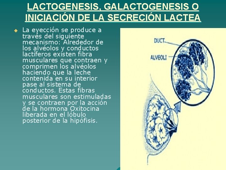 LACTOGENESIS, GALACTOGENESIS O INICIACIÓN DE LA SECRECIÓN LACTEA u La eyección se produce a