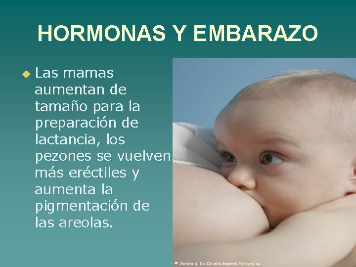 HORMONAS Y EMBARAZO u Las mamas aumentan de tamaño para la preparación de lactancia,