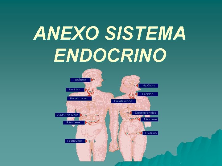 ANEXO SISTEMA ENDOCRINO 