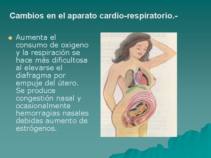 Cambios en el aparato cardio-respiratorio. u Aumenta el consumo de oxigeno y la respiración