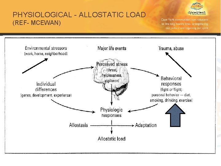 PHYSIOLOGICAL - ALLOSTATIC LOAD (REF- MCEWAN) 