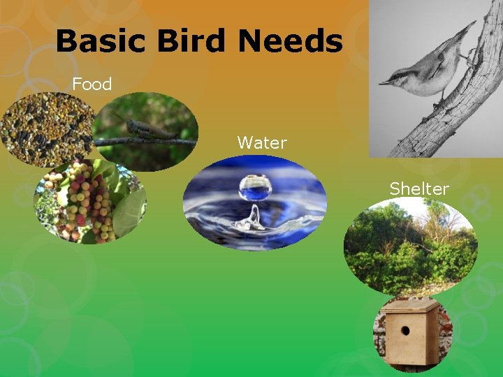 Basic Bird Needs Food Water Shelter 