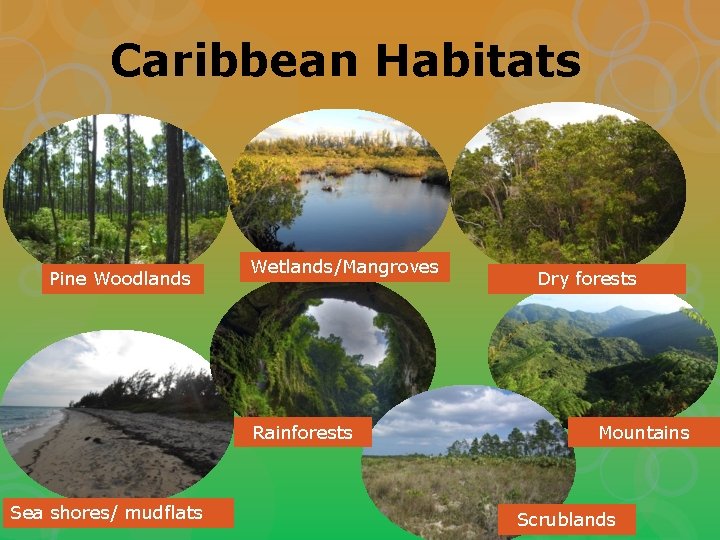 Caribbean Habitats Pine Woodlands Wetlands/Mangroves Rainforests Sea shores/ mudflats Dry forests Mountains Scrublands 