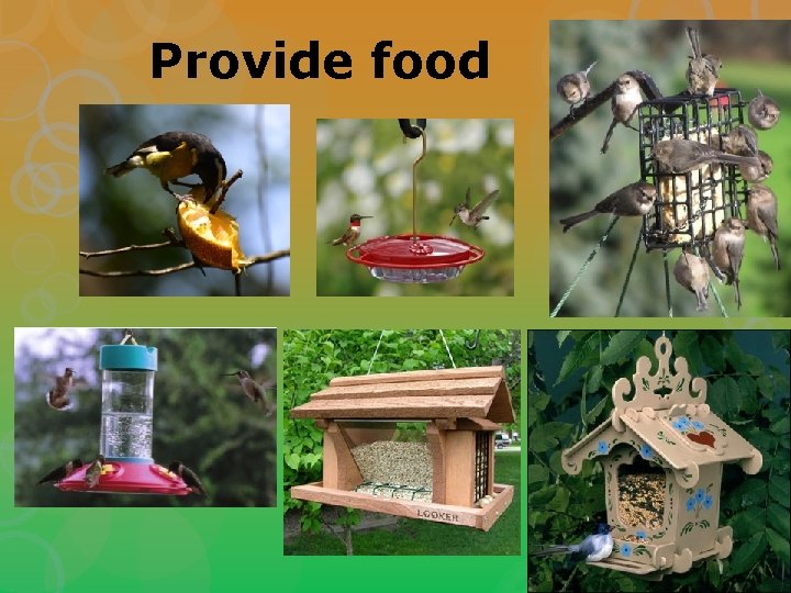 Provide food 