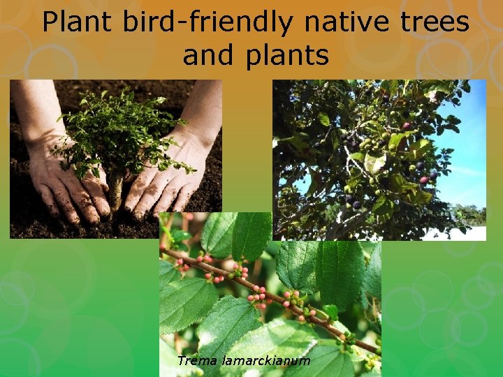 Plant bird-friendly native trees and plants Trema lamarckianum 