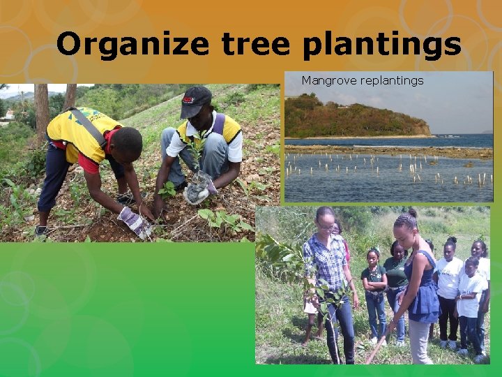 Organize tree plantings Mangrove replantings 