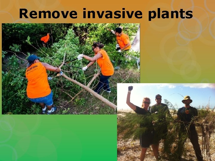 Remove invasive plants 