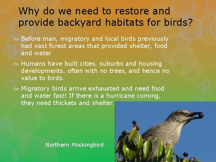 Why do we need to restore and provide backyard habitats for birds? Before man,