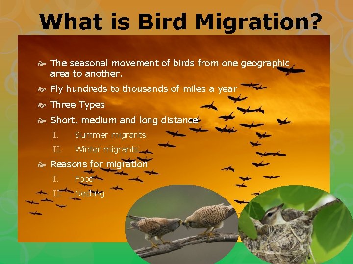 What is Bird Migration? The seasonal movement of birds from one geographic area to