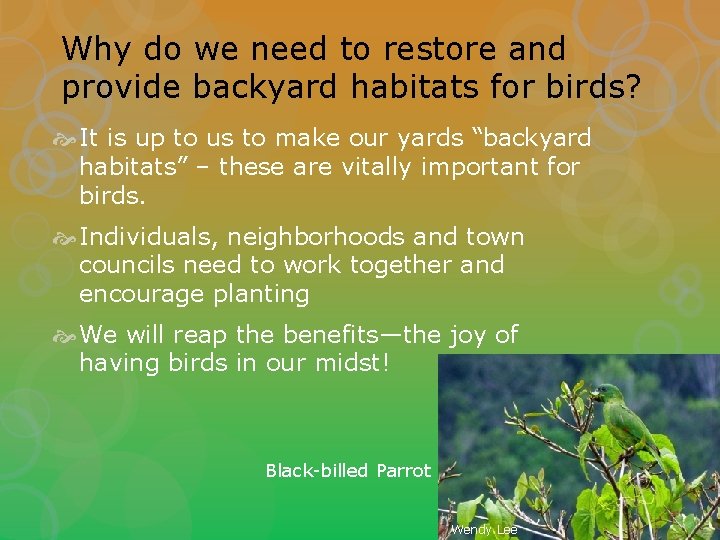 Why do we need to restore and provide backyard habitats for birds? It is