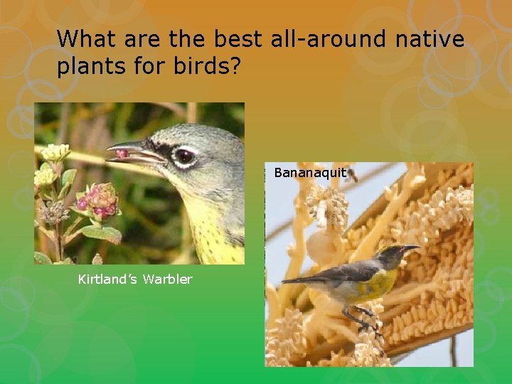 What are the best all-around native plants for birds? Bananaquit Kirtland’s Warbler 