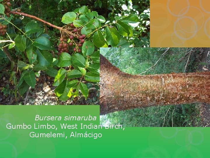 Bursera simaruba Gumbo Limbo, West Indian Birch, Gumelemi, Almácigo 