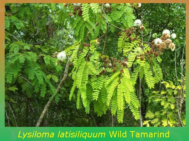 Lysiloma latisiliquum Wild Tamarind 